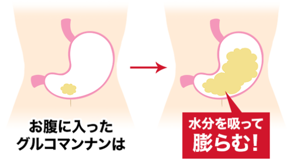 水分を吸収すると約17倍まで膨らむ成分『グルコマンナン』