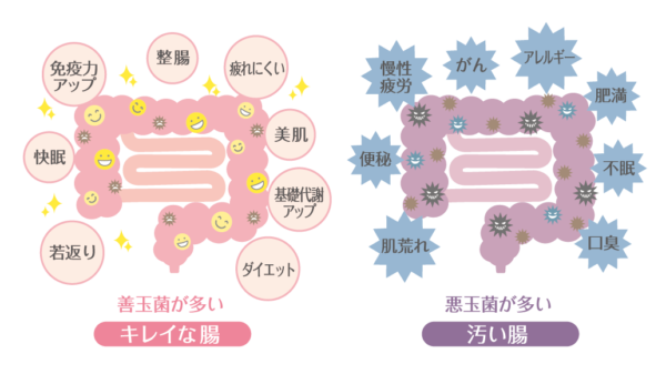 整腸作用の成分/腸内環境を整える